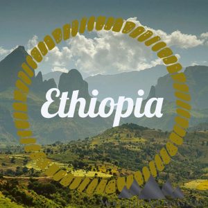 Air Roasted Ethiopian Regional Coffee from Mountain Air Roasters